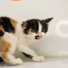 남구 검은색흰색황토색조합 한국 고양이 암컷