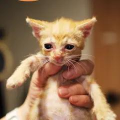 남구 레몬색&흰색 한국 고양이 수컷