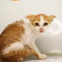 남구 레몬색&흰색 한국 고양이 암컷