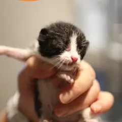 남구 흰색/검은색 얼룩무늬 한국 고양이 수컷