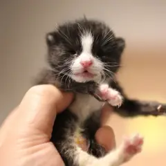 남구 흰색/검은색 얼룩무늬 한국 고양이 수컷