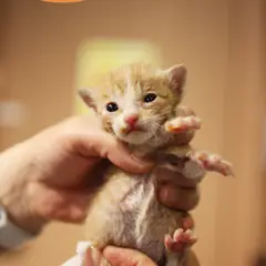 남구 레몬색&흰색 한국 고양이 수컷