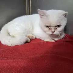 남구 기타(흰색) 믹스묘 수컷