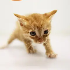 남구 레몬색&흰색 한국 고양이 암컷