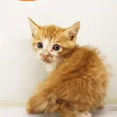 남구 레몬색&흰색 한국 고양이 수컷