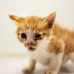 남구 레몬색&흰색 한국 고양이 수컷