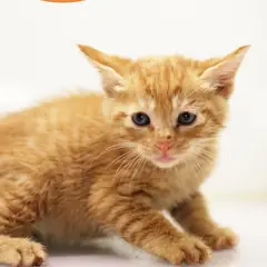 남구 레몬색&흰색 한국 고양이 수컷