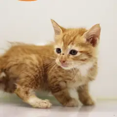 남구 레몬색&흰색 한국 고양이 수컷