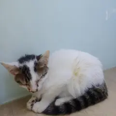 남구 기타(고등어) 한국 고양이 수컷