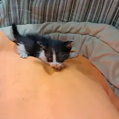 남구 흰색/검은색 얼룩무늬 한국 고양이 수컷