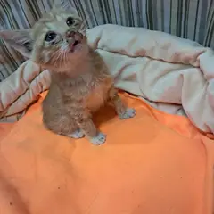 남구 레몬색&흰색 한국 고양이 수컷