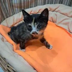 남구 기타(카오스) 한국 고양이 암컷