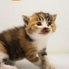 남구 검은색흰색황토색조합 한국 고양이 암컷