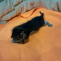 남구 기타(고등어) 한국 고양이 수컷
