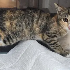 동구 검은색흰색황토색조합 한국 고양이 성별 미상