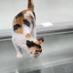 동구 검은색흰색황토색조합 한국 고양이 성별 미상