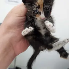 동구 검은색흰색황토색조합 한국 고양이 성별 미상