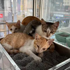 동구 평행·전체·부분줄무늬 한국 고양이 성별 미상