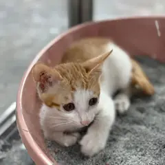 동구 레몬색&흰색 한국 고양이 성별 미상