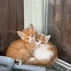 동구 레몬색&흰색 한국 고양이 성별 미상