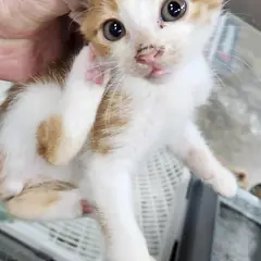 동구 레몬색&흰색 한국 고양이 성별 미상