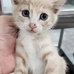 동구 레몬색&흰색 한국 고양이 성별 미상