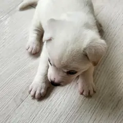 동구 흰색 믹스견 성별 미상