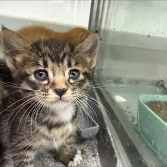 동구 흰색/검은색 얼룩무늬 한국 고양이 성별 미상