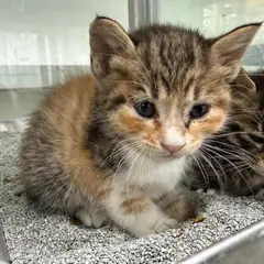 동구 검은색흰색황토색조합 한국 고양이 성별 미상