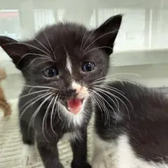 동구 흰색/검은색 얼룩무늬 한국 고양이 성별 미상
