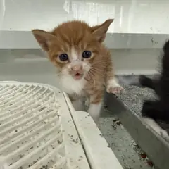 동구 레몬색&흰색 한국 고양이 성별 미상