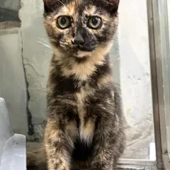 동구 검은색흰색황토색조합 한국 고양이 성별 미상