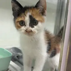 동구 검은색흰색황토색조합 한국 고양이 성별 미상