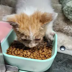동구 레몬색&흰색 한국 고양이 성별 미상