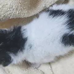 북구 흰색/검은색 얼룩무늬 한국 고양이 성별 미상