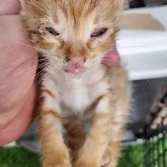 북구 레몬색&흰색 한국 고양이 성별 미상