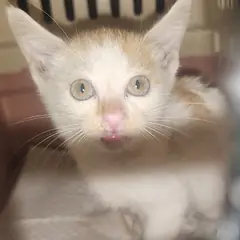 북구 레몬색&흰색 한국 고양이 성별 미상