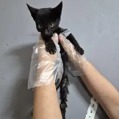 북구 검정색 한국 고양이 수컷