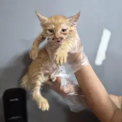 북구 평행·전체·부분줄무늬 한국 고양이 수컷