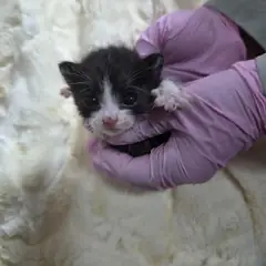 북구 흰색/검은색 얼룩무늬 한국 고양이 수컷