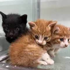 북구 검정색 한국 고양이 성별 미상