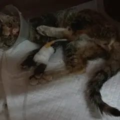 북구 검은색흰색황토색조합 한국 고양이 암컷