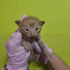 북구 평행·전체·부분줄무늬 한국 고양이 수컷