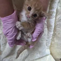 북구 평행·전체·부분줄무늬 한국 고양이 수컷