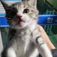 북구 평행·전체·부분줄무늬 한국 고양이 수컷