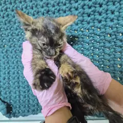 북구 검은색흰색황토색조합 한국 고양이 수컷
