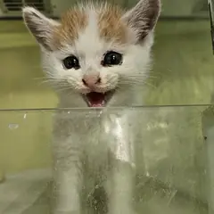 북구 레몬색&흰색 한국 고양이 수컷