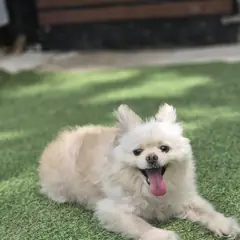 울주군 크림색 포메라니안 암컷