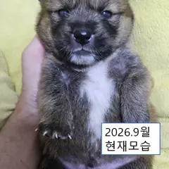 울주군 갈색&검정&흰색 믹스견 수컷
