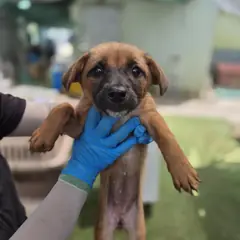 울주군 황갈색 도사 믹스견 암컷